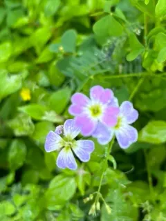 Virginia Stock thumbnail 1