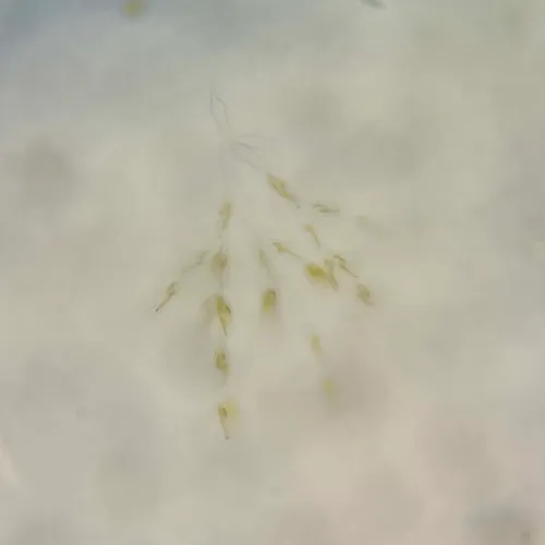 Dinobryon divergens