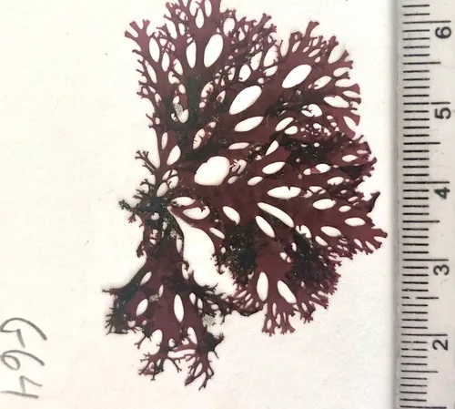 red sea fan