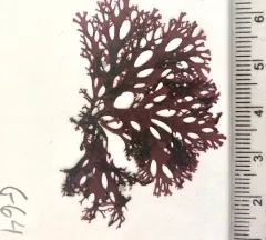red sea fan thumbnail 1