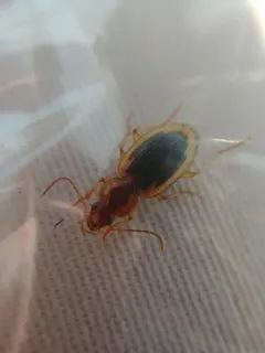 Tule Beetle thumbnail 3
