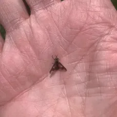 Frigid Deer Fly thumbnail 4