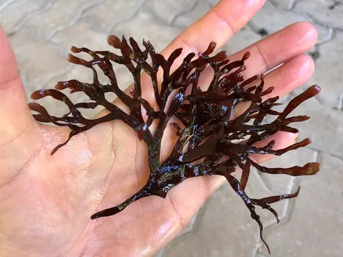 Fredericqia deveauniensis