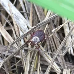 American Dog Tick thumbnail 4