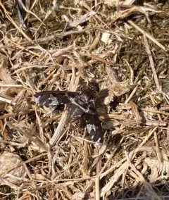 Dorcadion Bee Fly thumbnail 3
