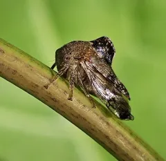 Telamona decorata thumbnail 3