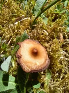 Inocybe curvipes thumbnail 3