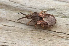 Aradus fuscomaculatus thumbnail 2