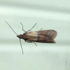 Indian-Meal Moth thumbnail 3
