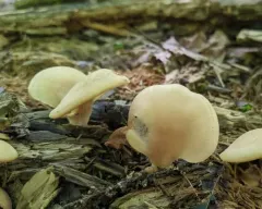 Hohenbuehelia angustata thumbnail 4
