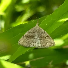 Pale Phalaenostola Moth thumbnail 3