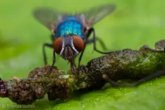 Lucilia thatuna thumbnail 4