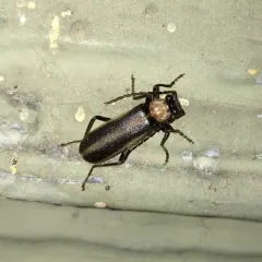 Yellow-necked Soldier Beetle thumbnail 3