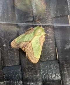 Smaller Parasa Moth thumbnail 3