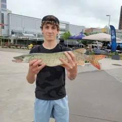 Muskellunge thumbnail 4