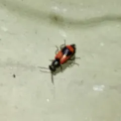 Eurasian Red-and-black Melyrid thumbnail 2