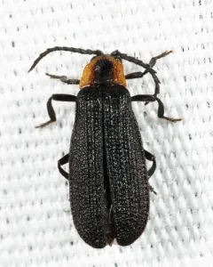 Plateros flavoscutellatus thumbnail 1