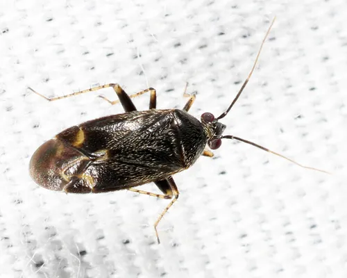 Plagiognathus nigronitens