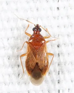 Amphiareus obscuriceps thumbnail 3