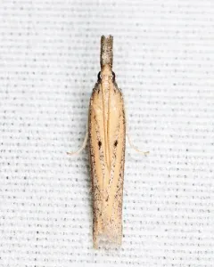 Bandera binotella thumbnail 3