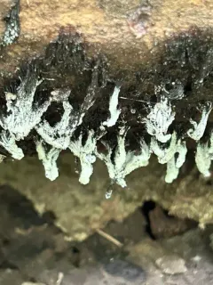Nectriopsis rexiana thumbnail 3