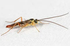 Lissonota rubrica thumbnail 2