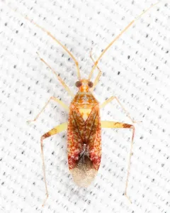Phytocoris depictus thumbnail 2