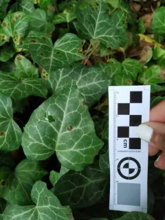 Xanthomonas campestris thumbnail 3