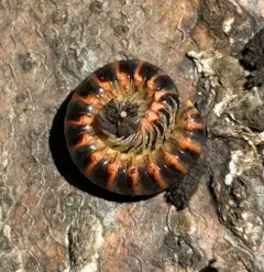 Salmon Cherry Millipede thumbnail 3