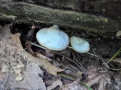 Crepidotus malachius thumbnail 3