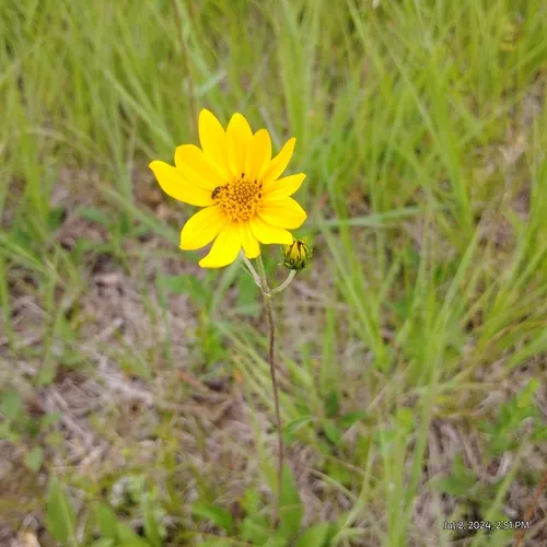 fewleaf sunflower
