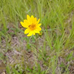 fewleaf sunflower thumbnail 1