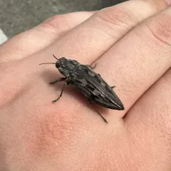 Sculptured Pine Borer thumbnail 4