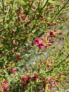 camel thorn thumbnail 1