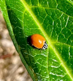 Spotless Lady Beetle thumbnail 2