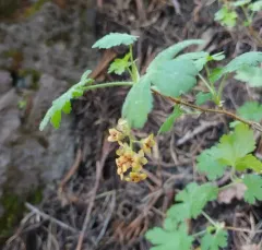 mountain gooseberry thumbnail 4