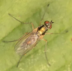 Dolichopus eudactylus thumbnail 2