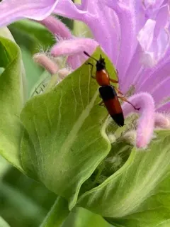 Languria trifasciata thumbnail 2