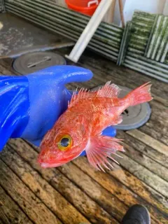 Blackbelly Rosefish thumbnail 1