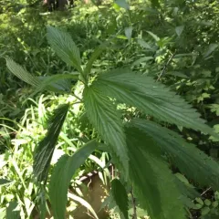 slender stinging nettle thumbnail 3