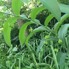 smooth Solomon's seal thumbnail 2