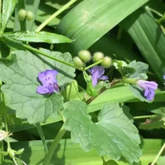 ground-ivy thumbnail 2