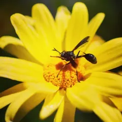 Physocephala tibialis thumbnail 2