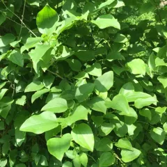 bristly greenbrier thumbnail 2