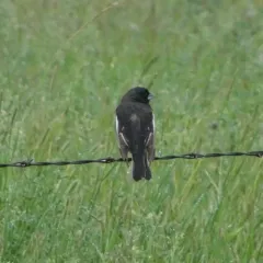Lark Bunting thumbnail 3