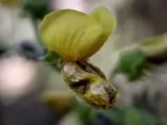 robust false-lupine thumbnail 1