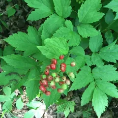 red baneberry thumbnail 5