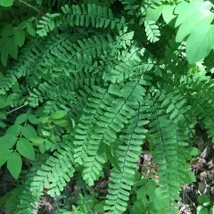 northern maidenhair fern thumbnail 2