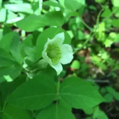 tall thimbleweed thumbnail 2