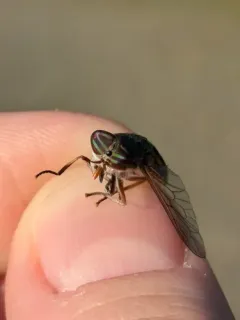 Tabanus similis thumbnail 2